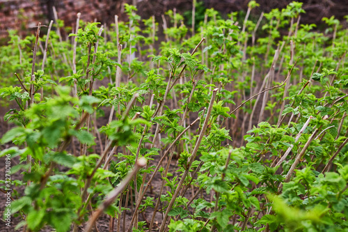 Sprouts of young leaves on the bush of black currant.