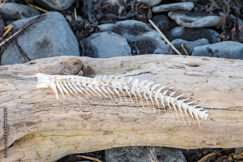 Fish bone lying on driftwood at Atlantic coast in Iceland