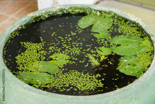 Lotus basin filled with duckweed photo