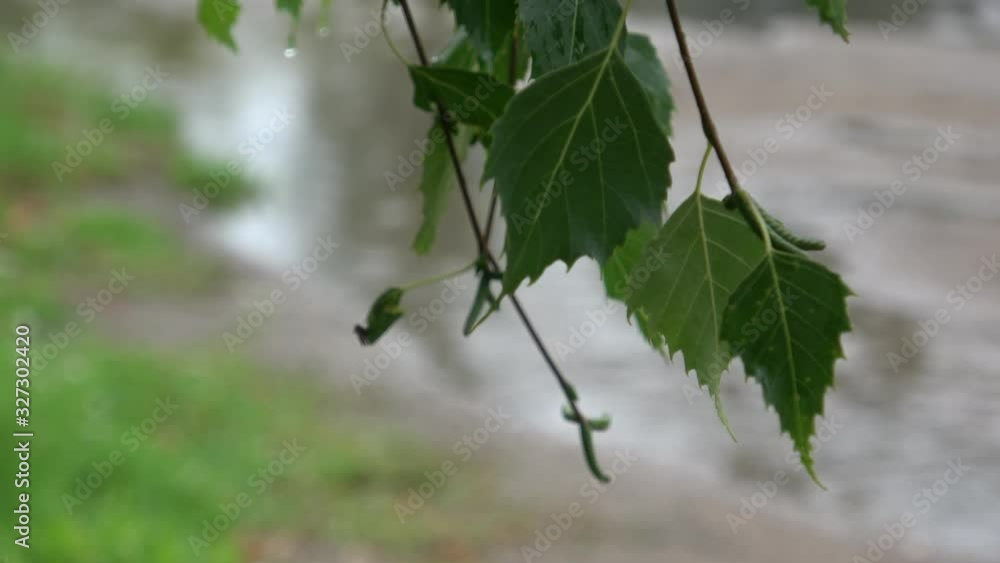 leaves of tree leaves of tree