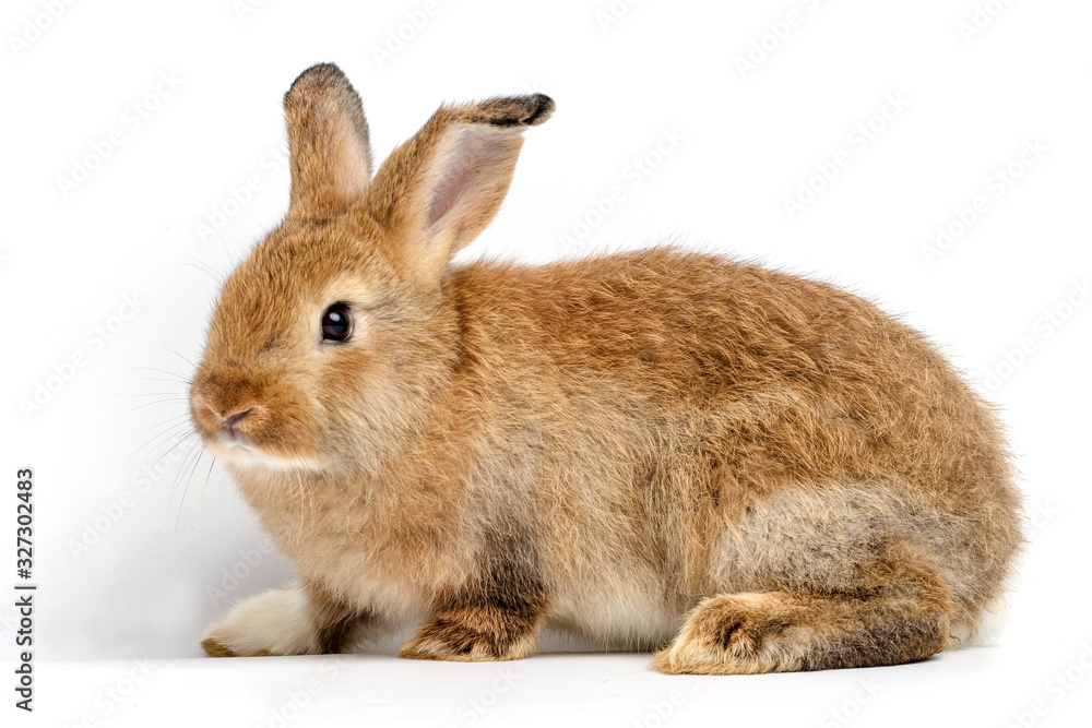 Obraz premium Cute little brown rabbit On a white background. The concept of mammals and Easter. isolated