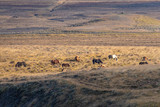 Herd of Icelandic horses grazing in valley during sunny day in Iceland