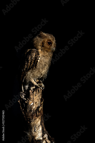 Collared scops owl in the night photo