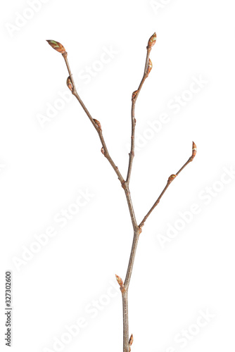 Buds on hornbeam tree twig
