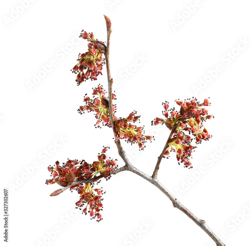 Tableau sur toile Macro of elm flowers