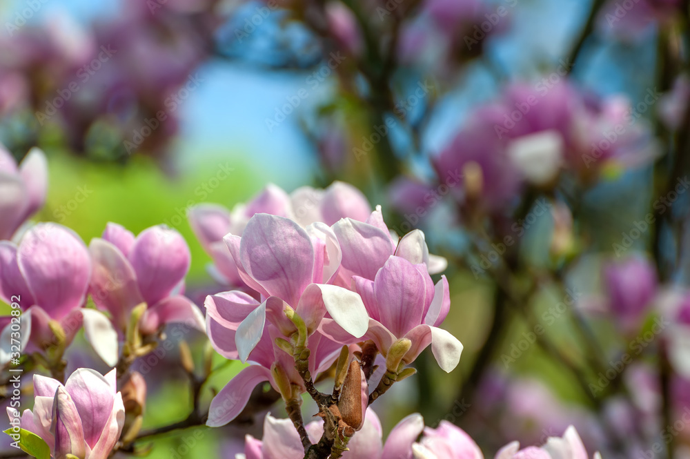 Spring blooming magnolia tree flowers