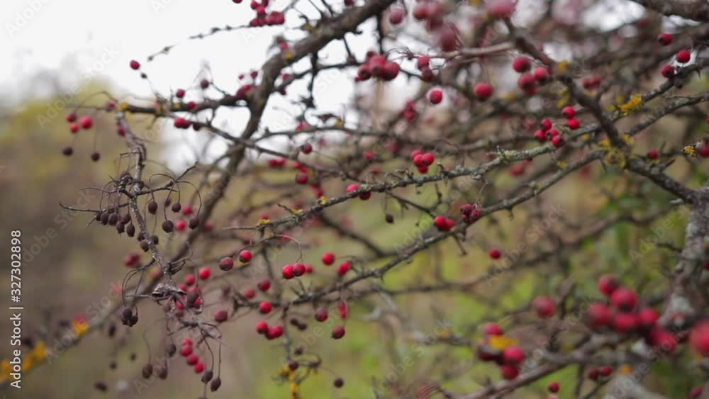 Dry red berries and yellow moss on a leafless tree in autumn forest on a cloudy day, close up. Forest landscape. Dry red berries and yellow moss on a leafless tree in autumn forest on a cloudy day, close up. Forest landscape.