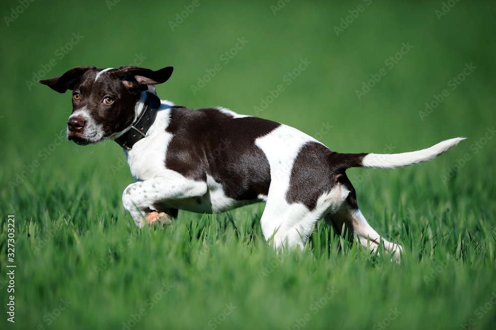 German Shorthaired Pointer puppy pointing