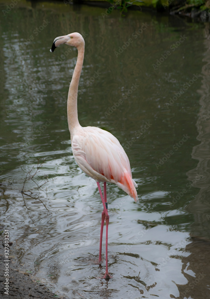 flamant rose