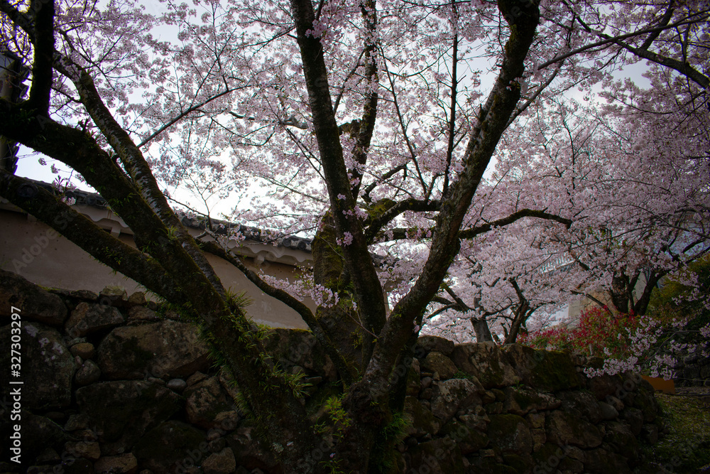 Obraz premium 桜の姫路城