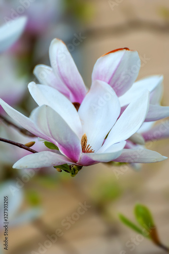 Spring blooming magnolia tree flowers