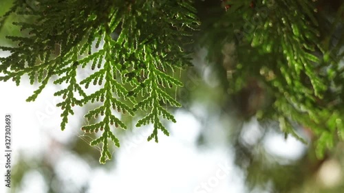A northern white-cedar tree or eastern arborvitae green leaves in sun rays, close-up. Thuja occidentalis branches with evergreen needles on a bright light background.