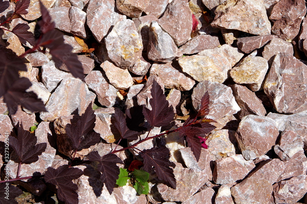 Nahaufnahme im Steingarten mit rötlichem Schotter und dunkelroten Blättern