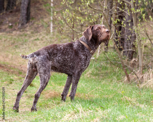 Dog breed Drathaar German Wirehaired pointer standing in spring forest