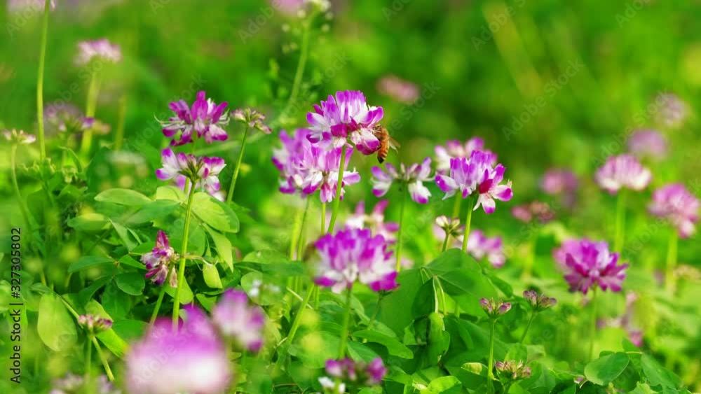 Slow motion of honey bee flying around purple flower (Chinese milk vetch) in beautiful spring sunny nature field 4k clip Slow motion of honey bee flying around purple flower (Chinese milk vetch) in beautiful spring sunny nature field 4k clip