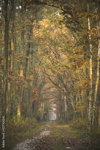 Piękne kolorowe drzewa jesienią w lesie © af-mar