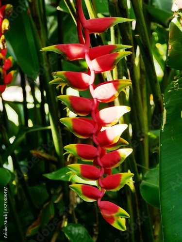 Heliconia rostrata, balisier des caraïbes, jardin botanique de Deshaies en Guadeloupe photo