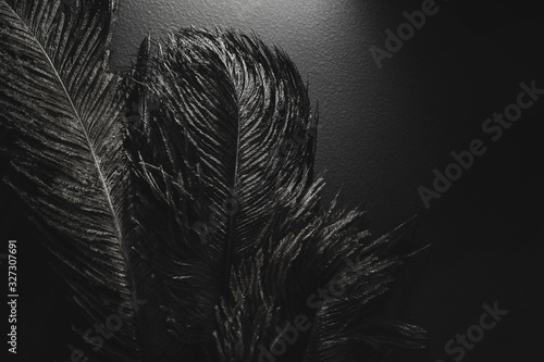 Roaring 1920s style. Ostrich feathers in spotlight. Black monochrome background photo