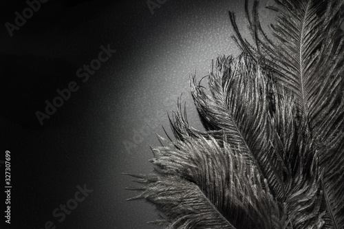 Beautiful Black Ostrich feathers. Spotlight. Black animal background. Art Deco style photo