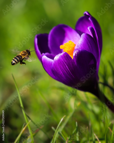 Krokus Blüte - Frühlung