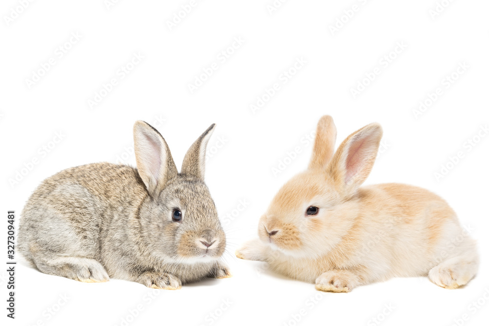 rabbit on white background.