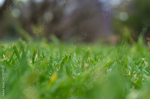 Green grass close up. Green grass, lawn turf texture