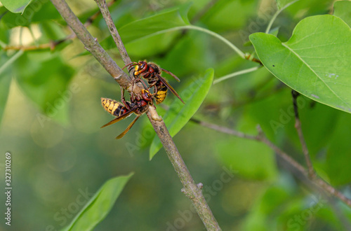 Two hornets on green branch, Czech Republic