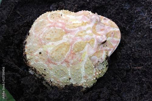 Bild auf Leinwand A yellow, white and pink albino Argentine pacman frog sitting on the dark brown
