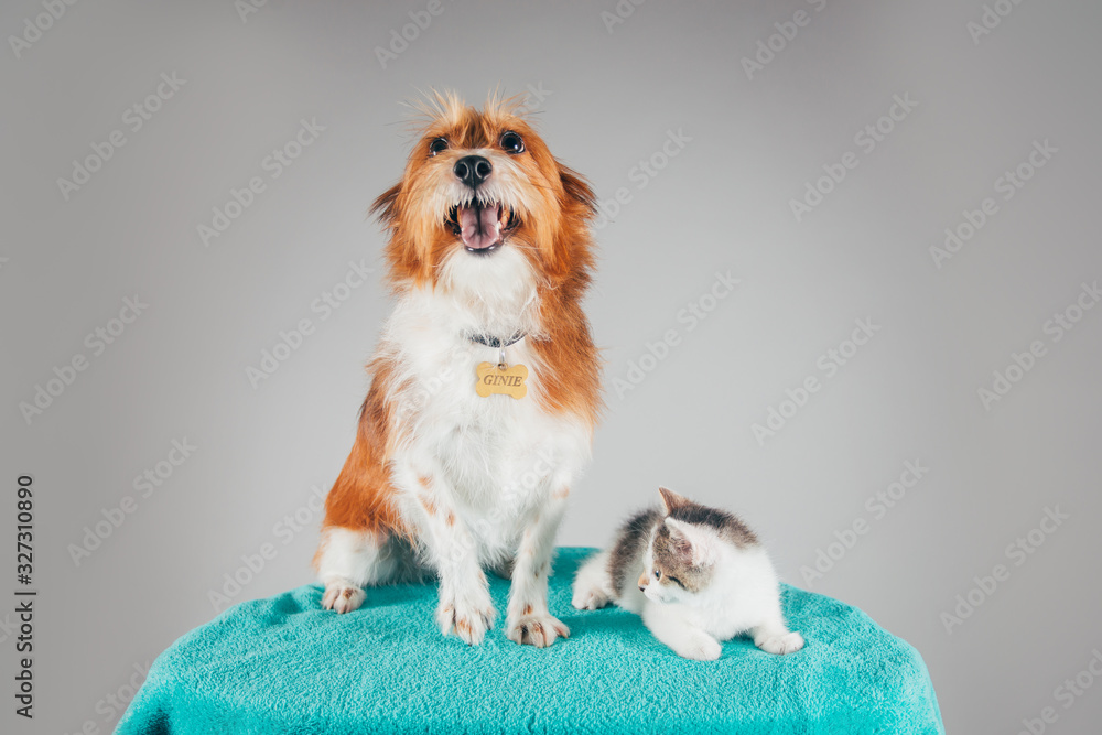 Funny dog and a cat friend