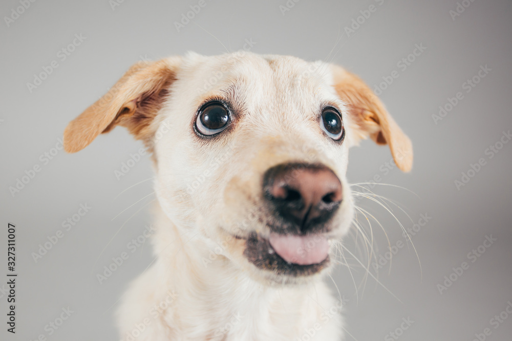 Cute and funny adopted dog posing for the camera in a studio Cute and funny adopted dog posing for the camera in a studio