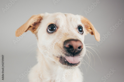 Cute and funny adopted dog posing for the camera in a studio