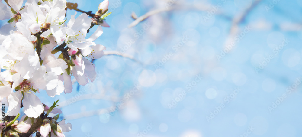 A branch of cherry blossoms. Sunlight through the branches. Spring background. A branch of cherry blossoms. Sunlight through the branches. Spring background.