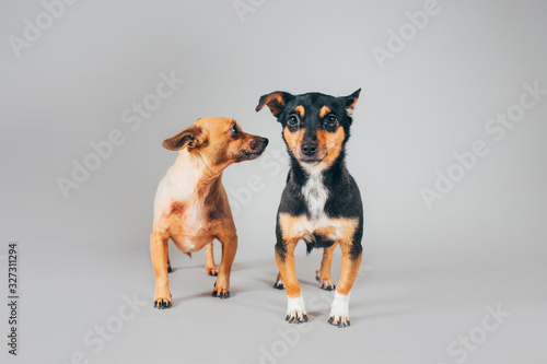 Cute and funny adopted dog posing for the camera in a studio © belyaaa