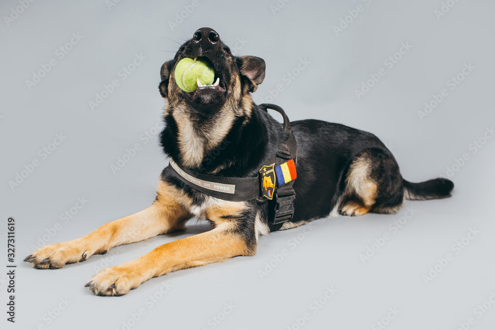 Beautiful German shepherd - service dog. 