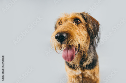 Cute and funny adopted dog posing for the camera in a studio