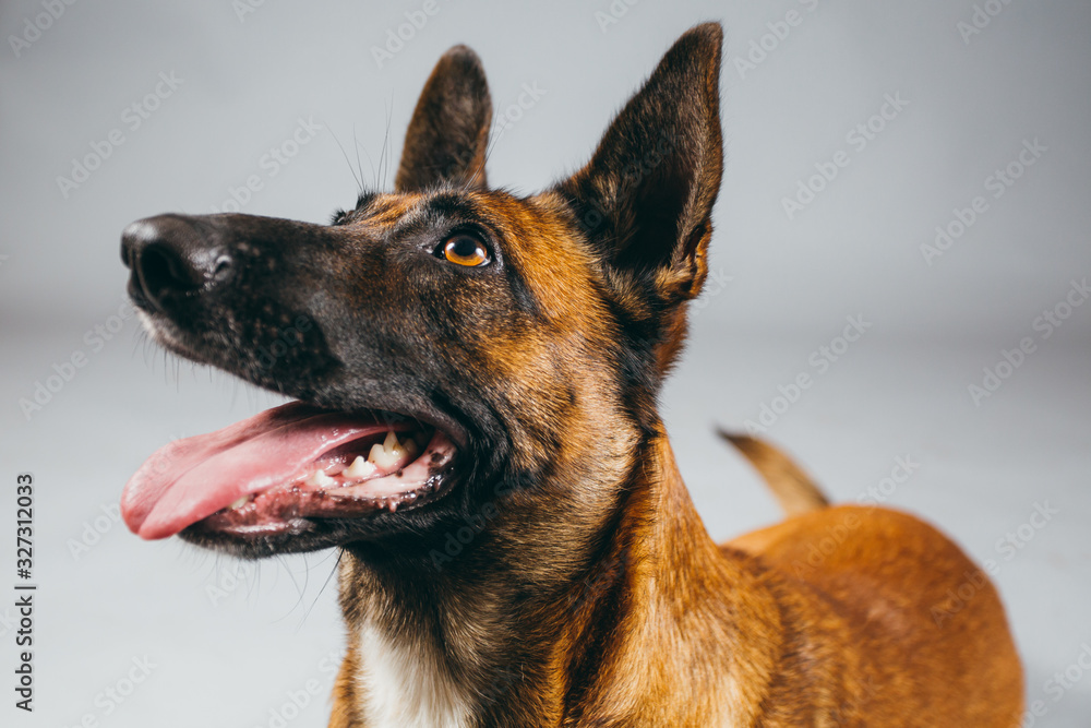 Cute and funny adopted dog posing for the camera in a studio Cute and funny adopted dog posing for the camera in a studio