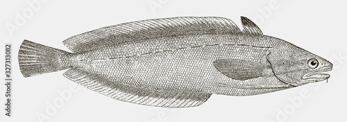 Forkbeard phycis, a hake from the Atlantic Ocean in side view