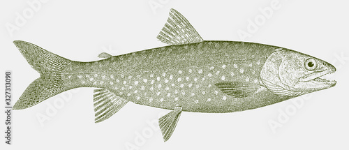 Lake trout salvelinus namaycush, freshwater fish from North America in side view