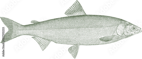 Bering cisco coregonus laurettae, a freshwater fish from Alaska and Russia in side view photo