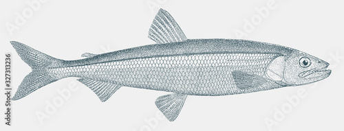 Rainbow smelt, osmerus mordax, a fish from the northern atlantic and pacific ocean in side view