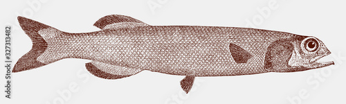Baird's slickhead, alepocephalus bairdii, a fish from the atlantic ocean in side view