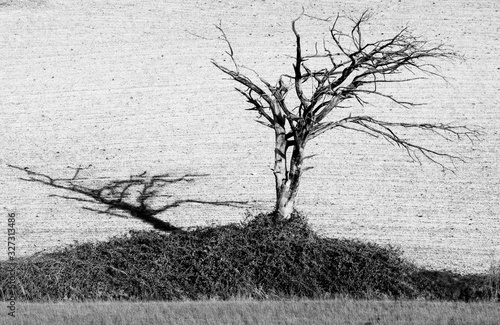 Fotografia tree black and withe