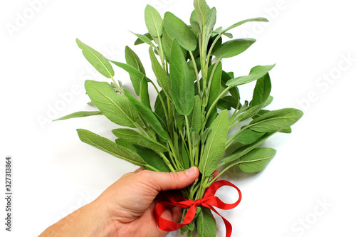 Salvia officinalis, sage leaves in hand isolated on white background