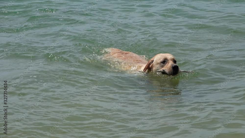 Labrador Retriever dog swimming in the sea, 4k Labrador Retriever dog swimming in the sea, 4k