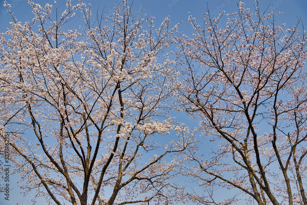 Beautiful cherry blossom or sakura flowers blooming in spring time Beautiful cherry blossom or sakura flowers blooming in spring time