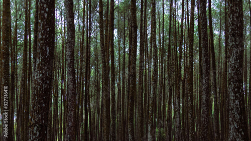 Landscape Trees in Pine Forest