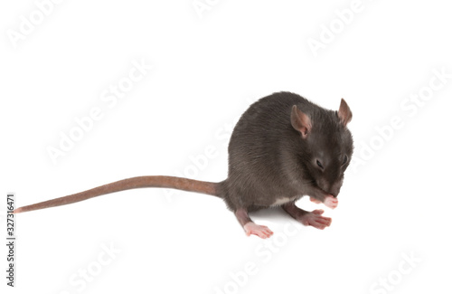 gray rat isolated