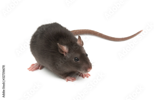 gray rat isolated