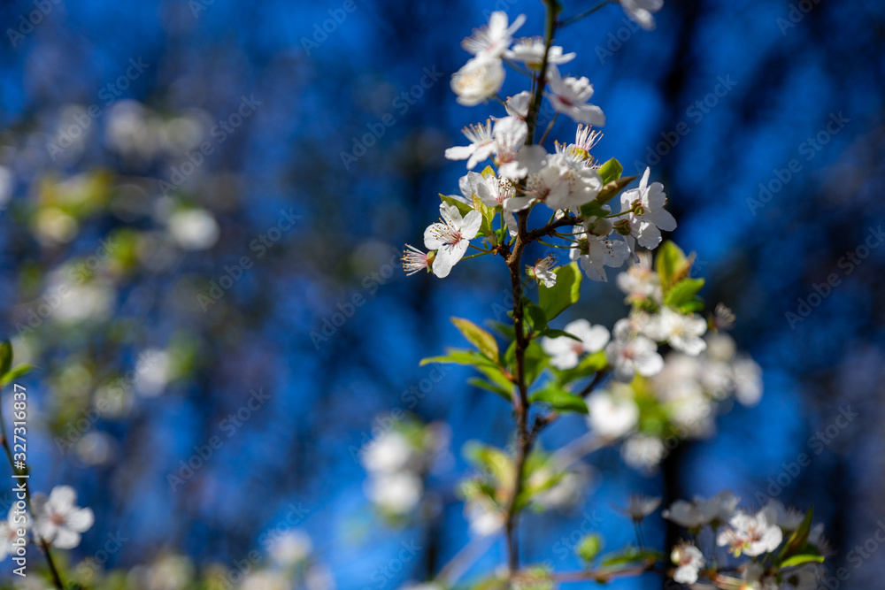 premières fleurs de printemps premières fleurs de printemps