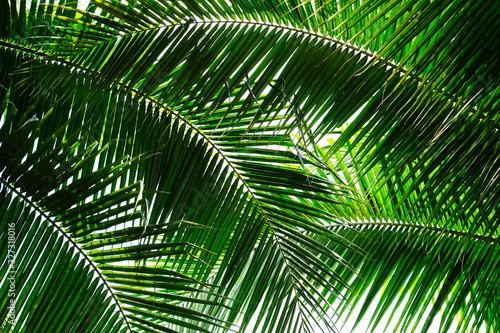 Green coconut leaves for background.